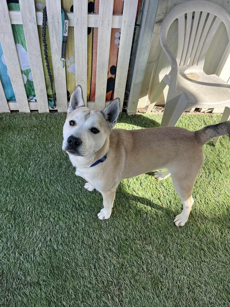 Kuma, a Adoptable mixed breed in Newman, CA image 6/6