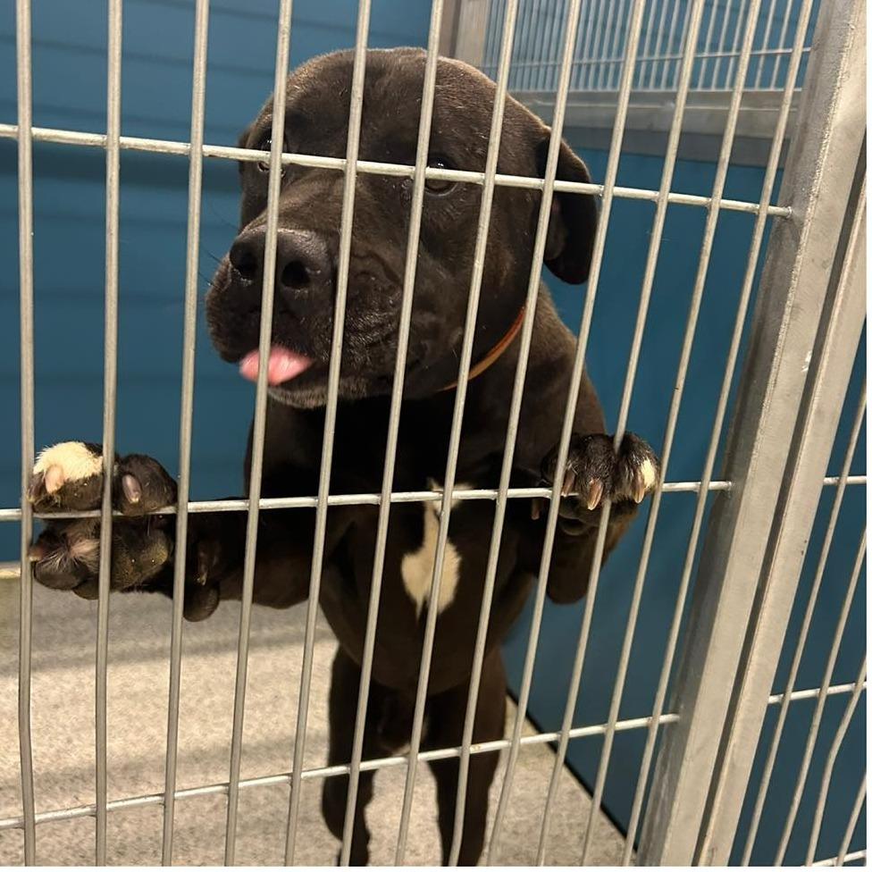 BENEDICT  Available NOW - ADOPTION or RESCUE!, Adoptable, Adult Male Mixed Breed.