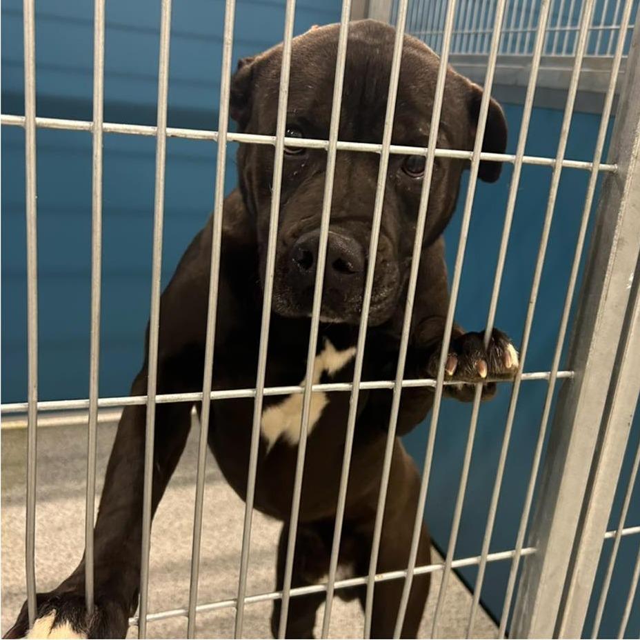 Enlarge BENEDICT  Available NOW - ADOPTION or RESCUE!, a Adoptable Mixed Breed in Nashville, NC image 2/2