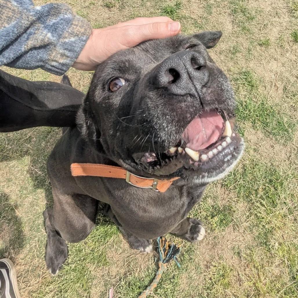 Enlarge BENEDICT  Available NOW - ADOPTION or RESCUE!, a Adoptable Mixed Breed in Nashville, NC image 3/5