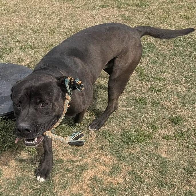 Enlarge BENEDICT  Available NOW - ADOPTION or RESCUE!, a Adoptable Mixed Breed in Nashville, NC image 4/5