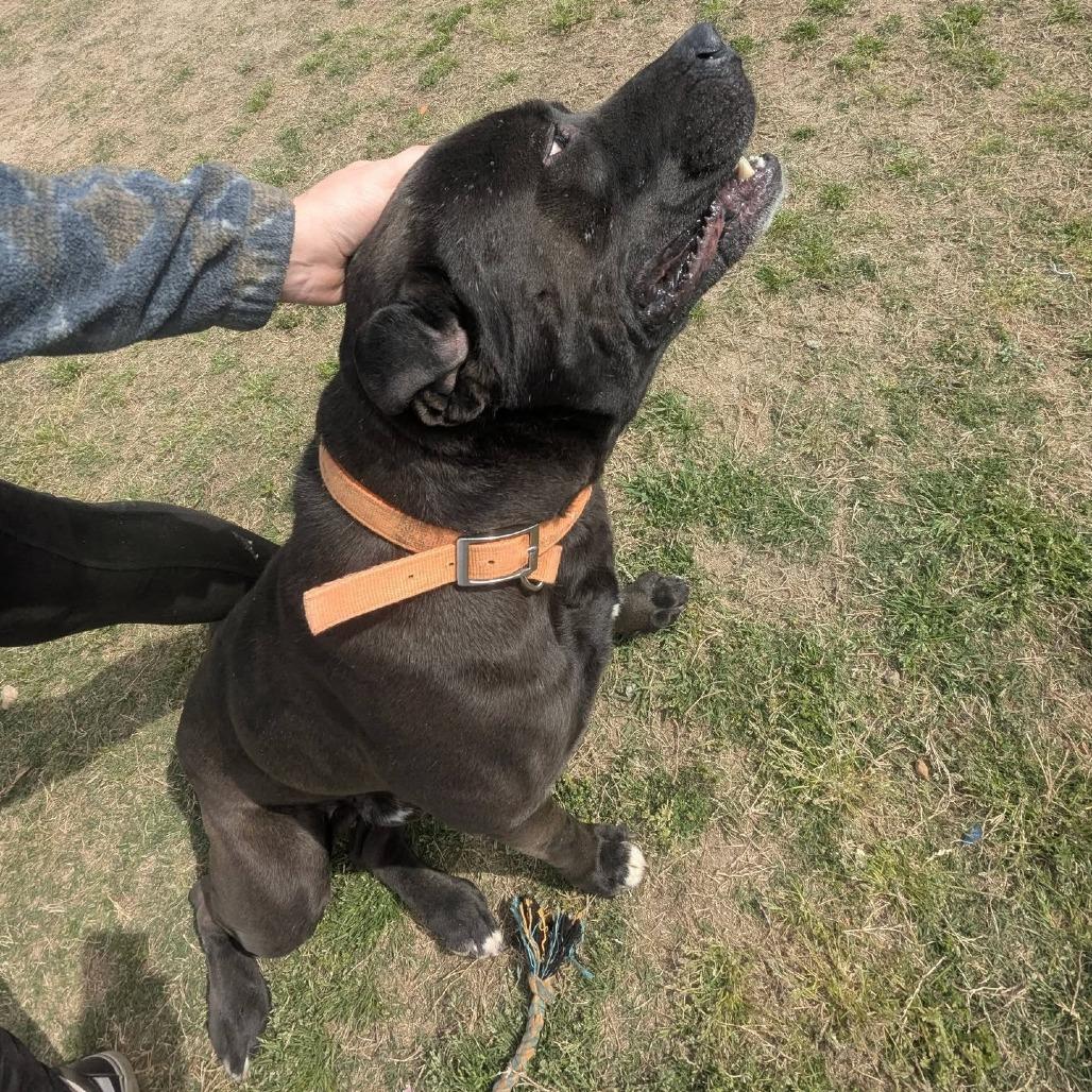 Enlarge BENEDICT  Available NOW - ADOPTION or RESCUE!, a Adoptable Mixed Breed in Nashville, NC image 5/5