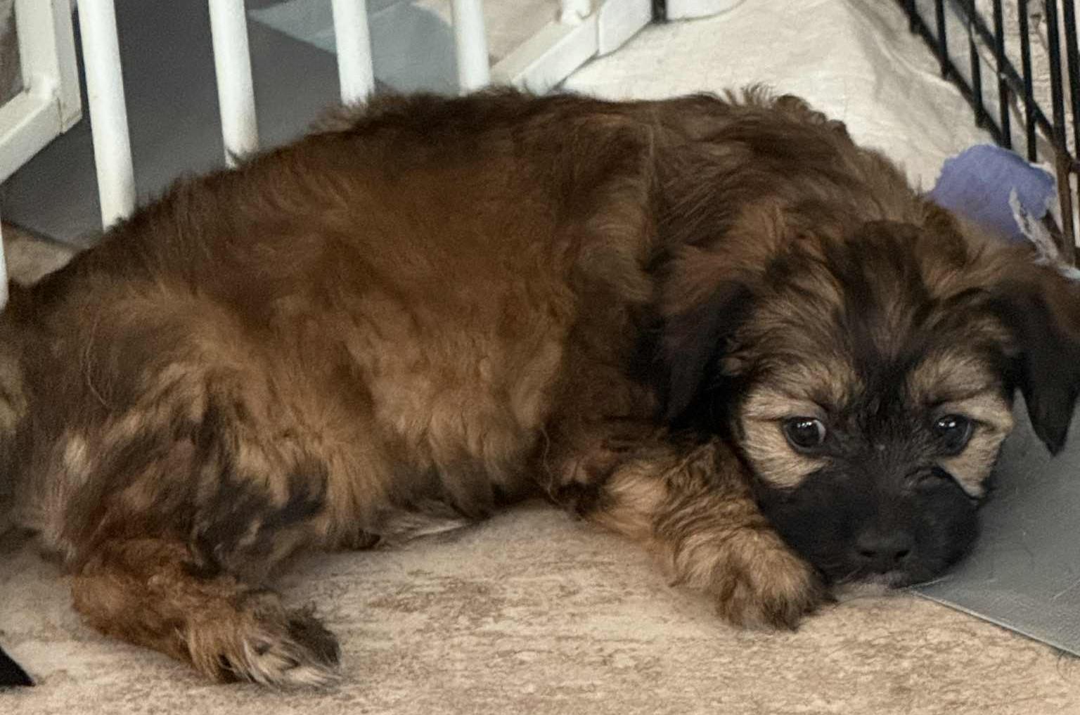 Ruby's Ellie May, Baby Female Terrier