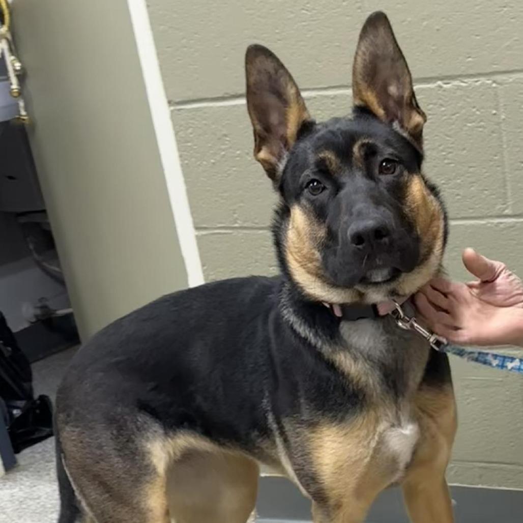 Leah, Adoptable, Adult Female German Shepherd Dog.