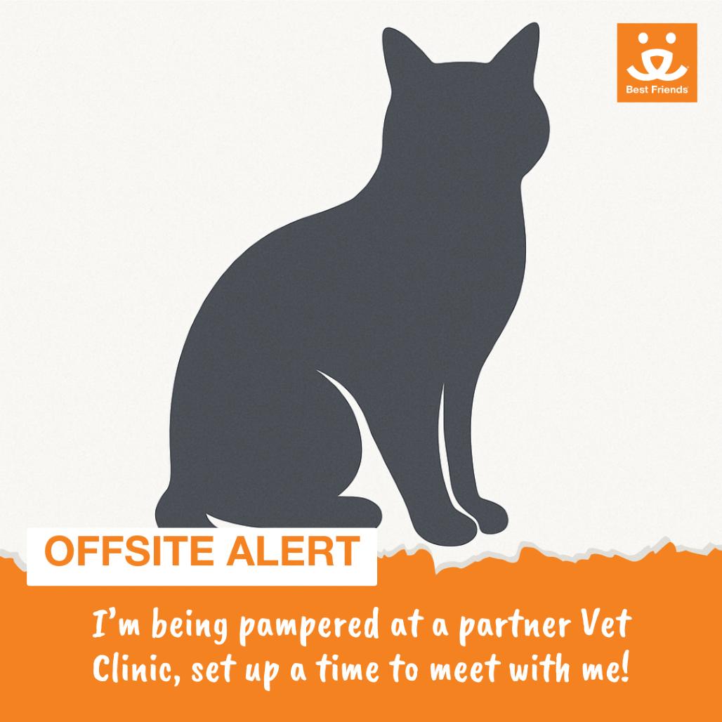 Daisy, Adoptable, Adult Female Domestic Short Hair.