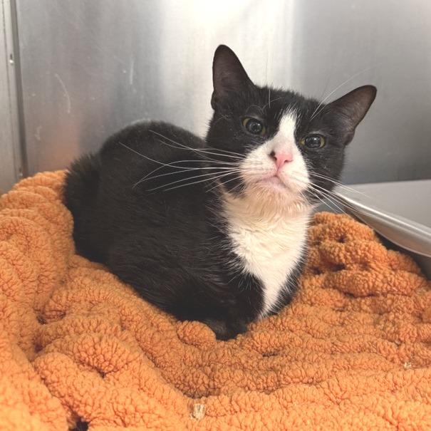 Enlarge Daisy, a Adoptable Domestic Short Hair in Hampton Bays, NY image 2/3