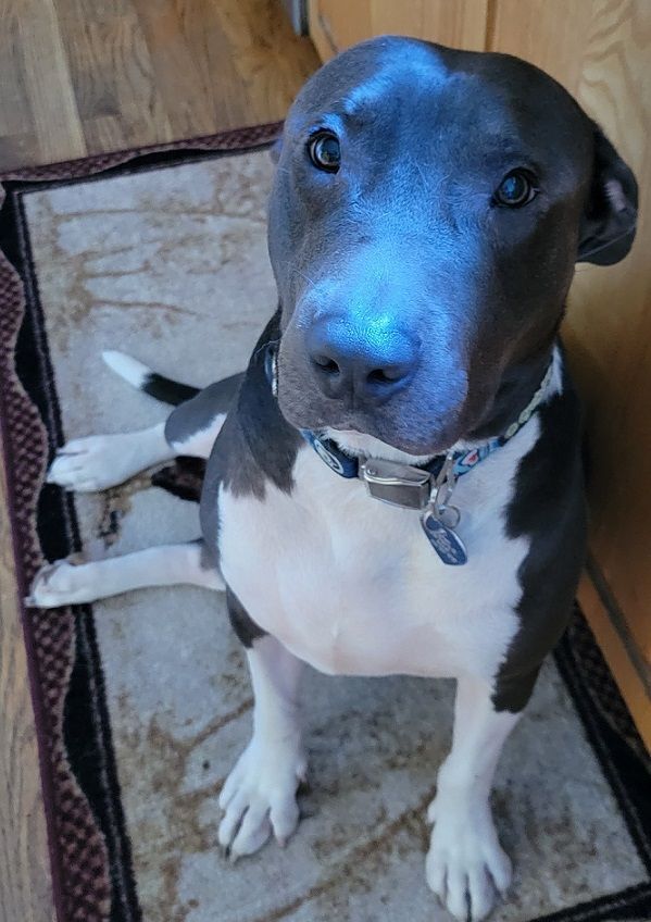 BLUE - Super mellow boy! (NY088541), a Adoptable Pit Bull Terrier in Brewster, NY image 3/6