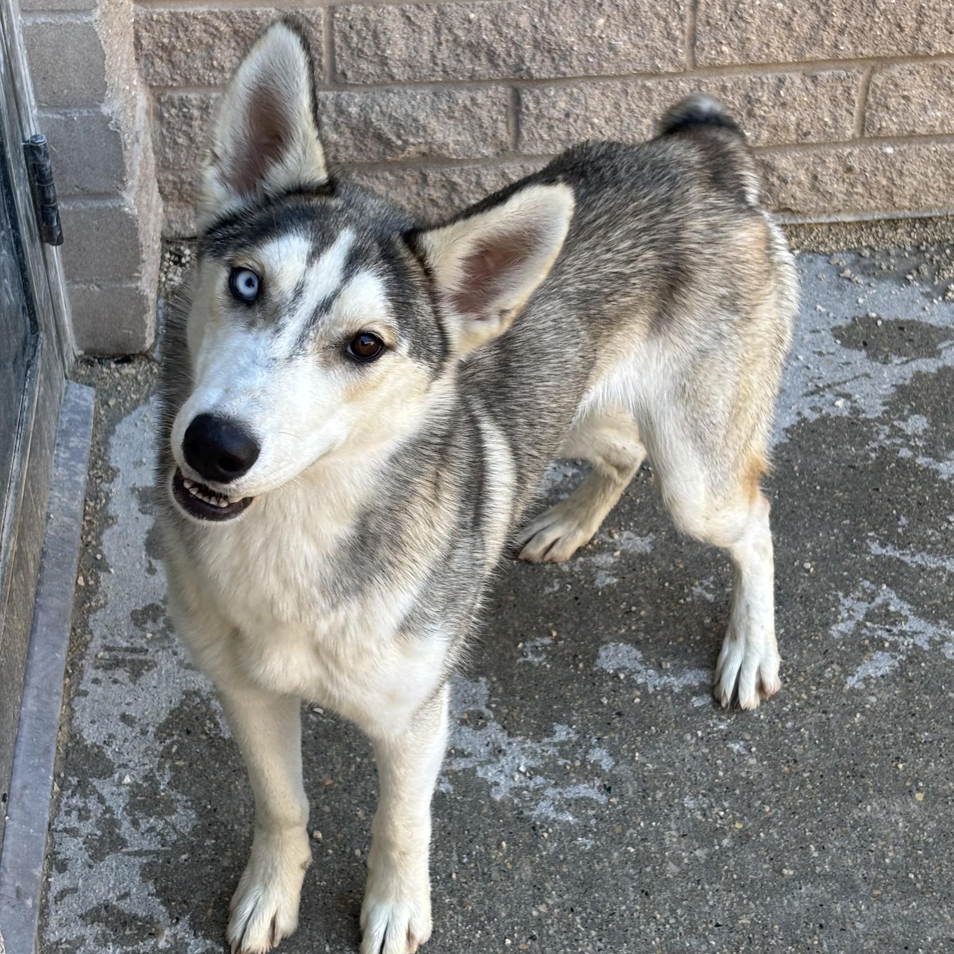 Enlarge Mya, a Adoptable mixed breed in Winnipeg, MB image 6/6