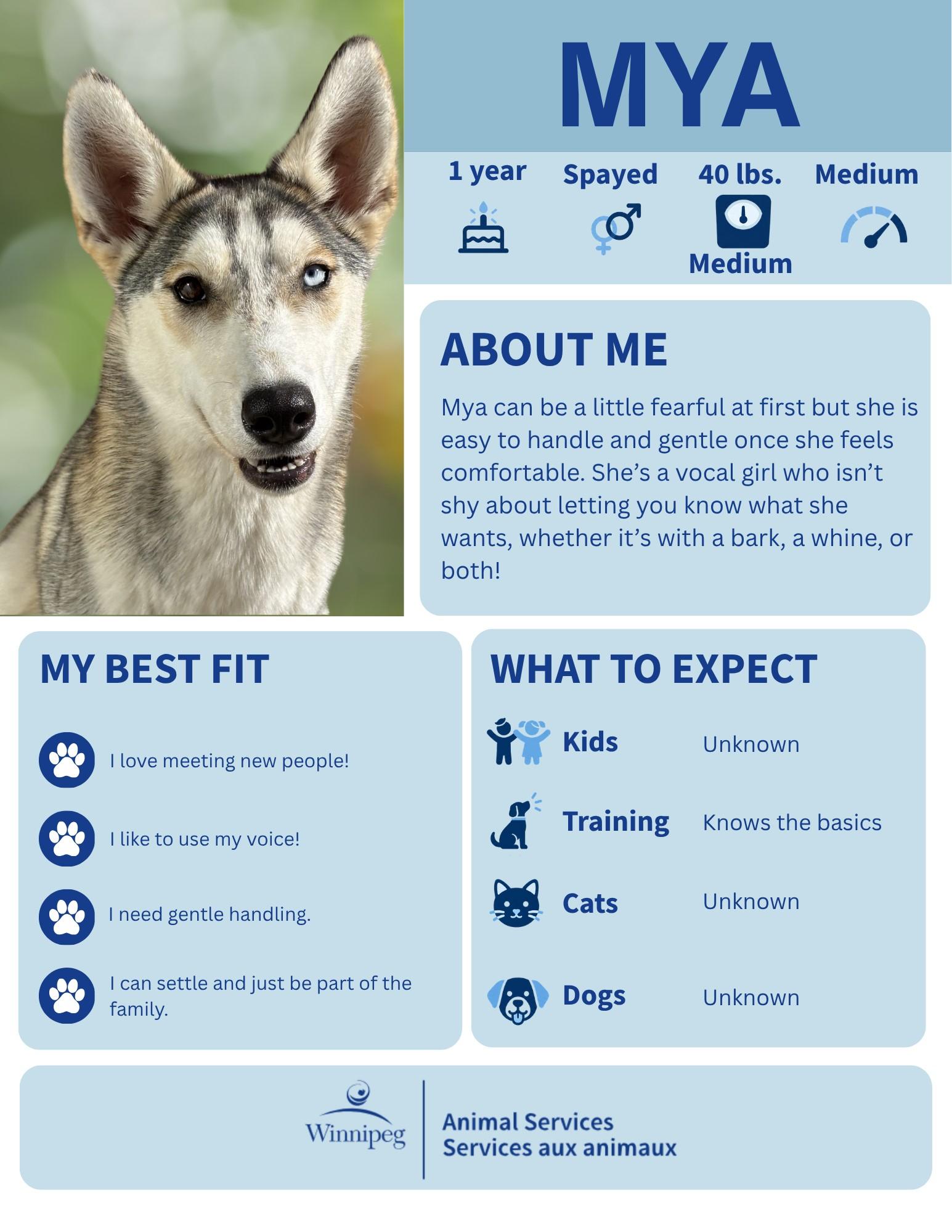 Enlarge Mya, a Adoptable mixed breed in Winnipeg, MB image 1/6