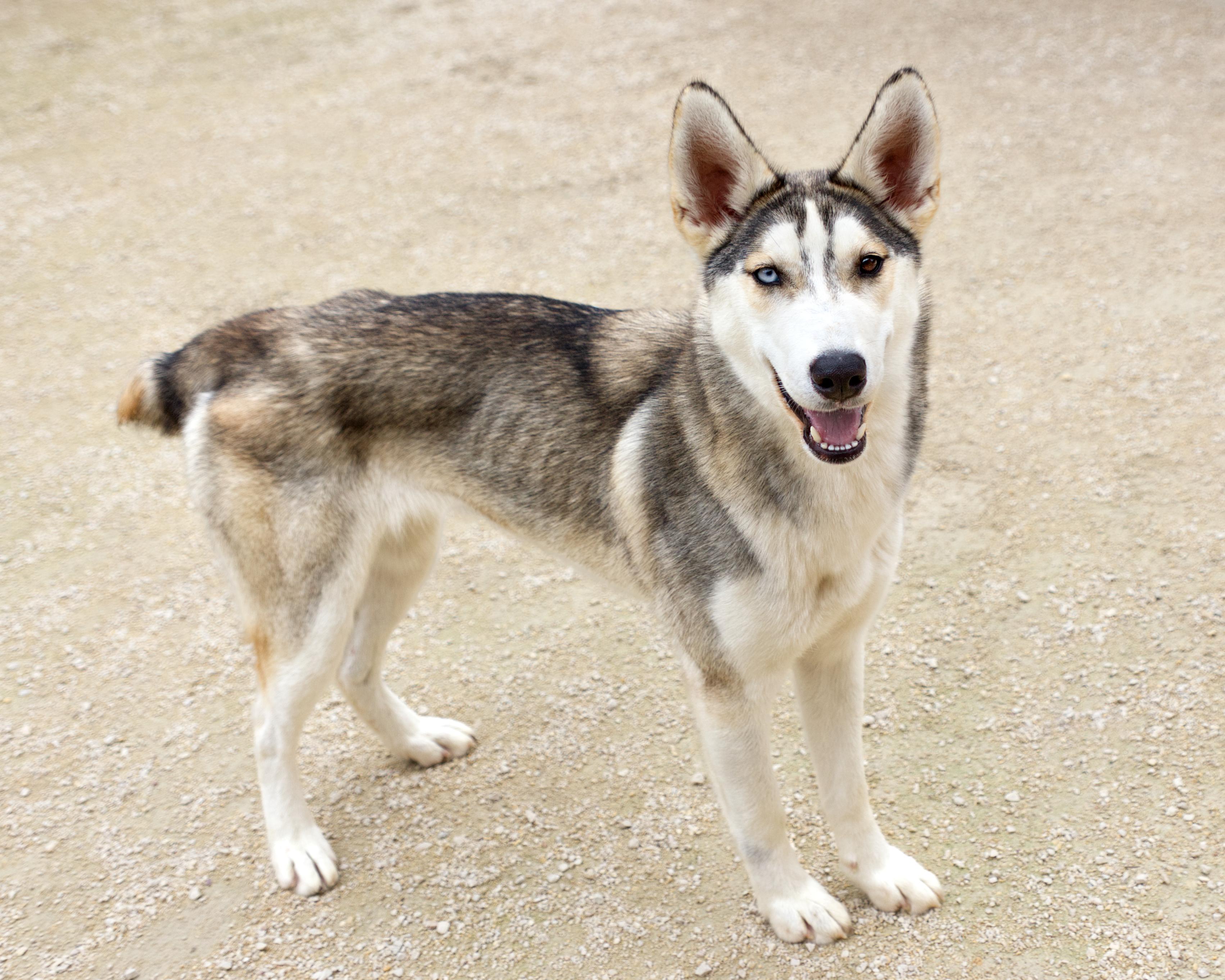 Enlarge Mya, a Adoptable mixed breed in Winnipeg, MB image 3/6
