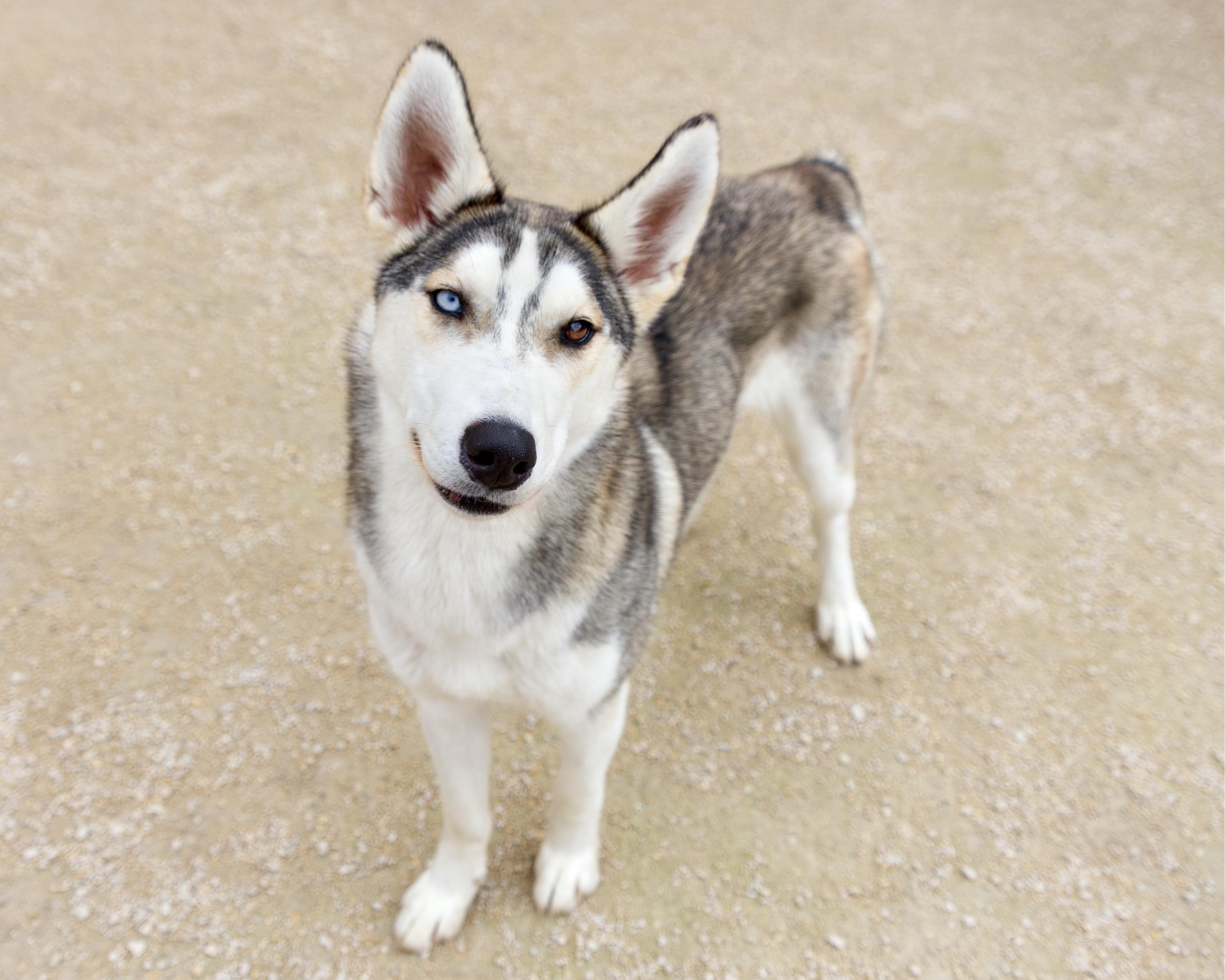 Enlarge Mya, a Adoptable mixed breed in Winnipeg, MB image 4/6
