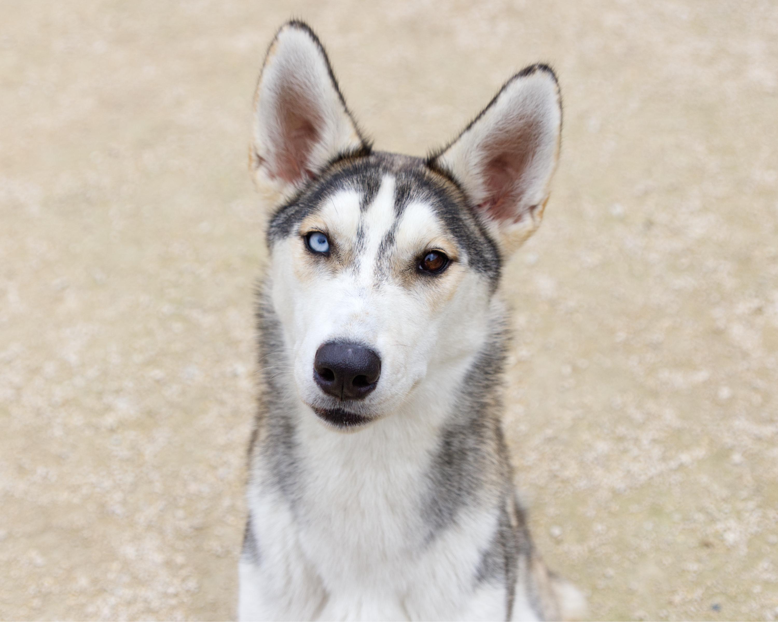 Enlarge Mya, a Adoptable mixed breed in Winnipeg, MB image 2/6