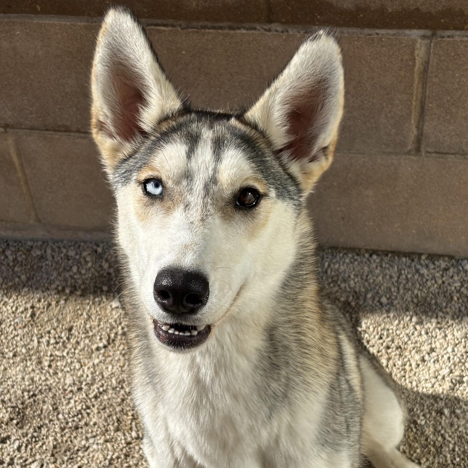 Enlarge Mya, a Adoptable mixed breed in Winnipeg, MB image 5/6