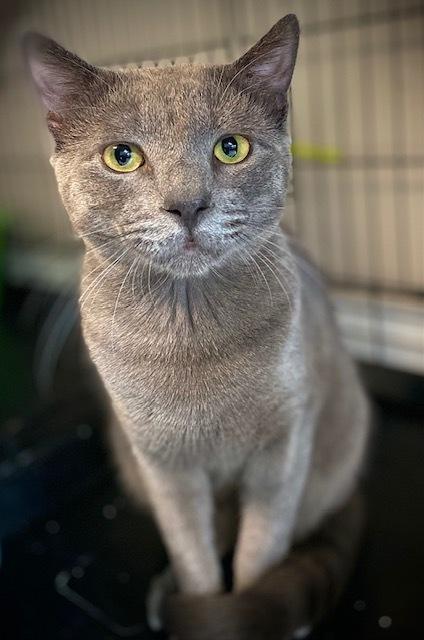 Zyro, a Adoptable Domestic Short Hair in Duxbury, MA image 1/3