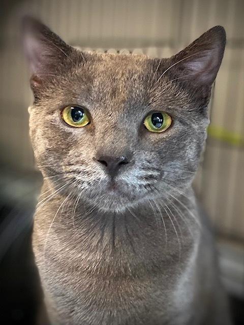 Zyro, a Adoptable Domestic Short Hair in Duxbury, MA image 2/3