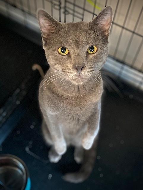 Zyro, a Adoptable Domestic Short Hair in Duxbury, MA image 3/3