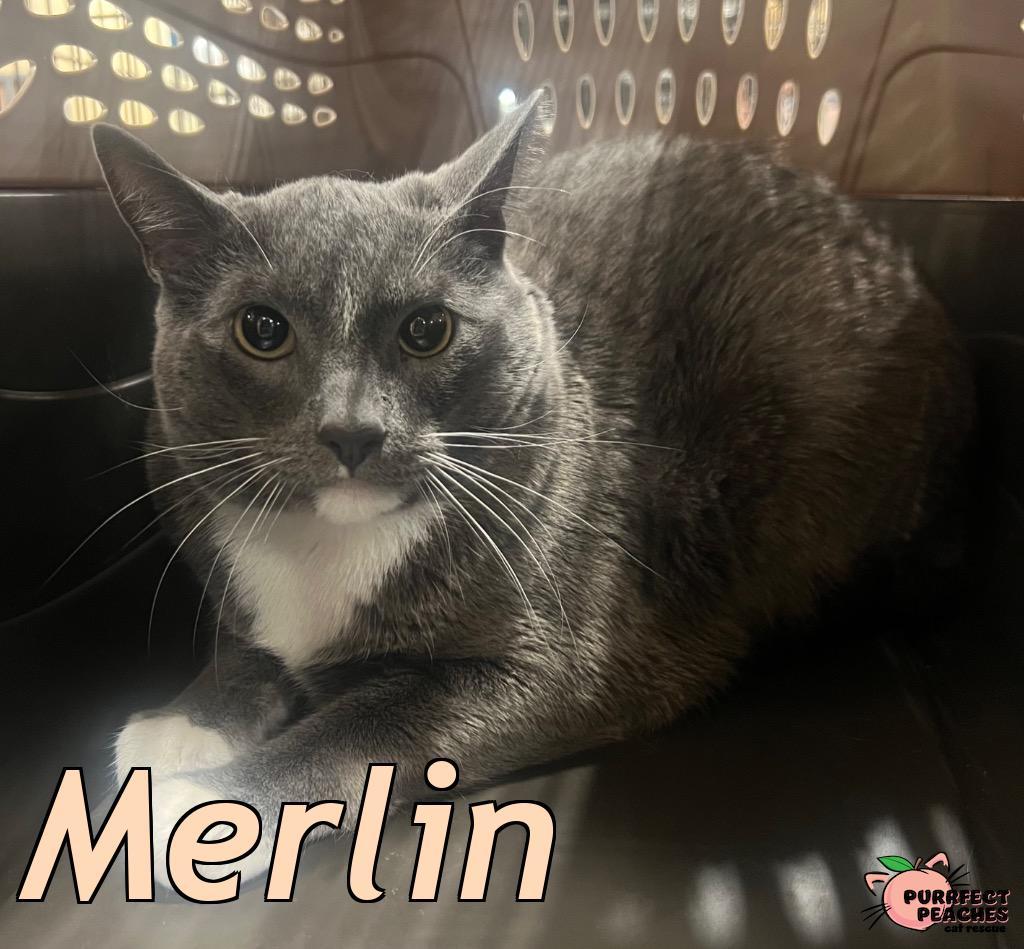 Merlin, Adoptable, Young Male Domestic Short Hair.