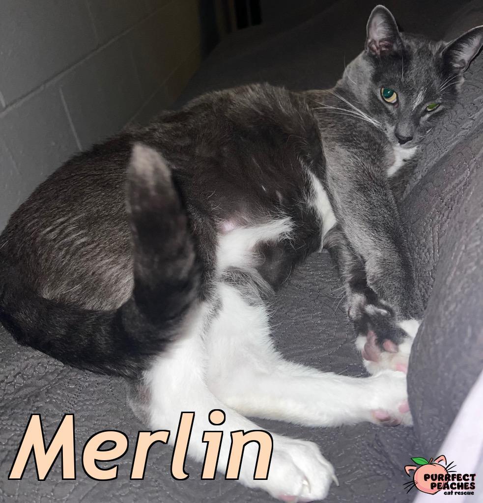 Enlarge Merlin, a Adoptable mixed breed in Douglasville, GA image 2/2