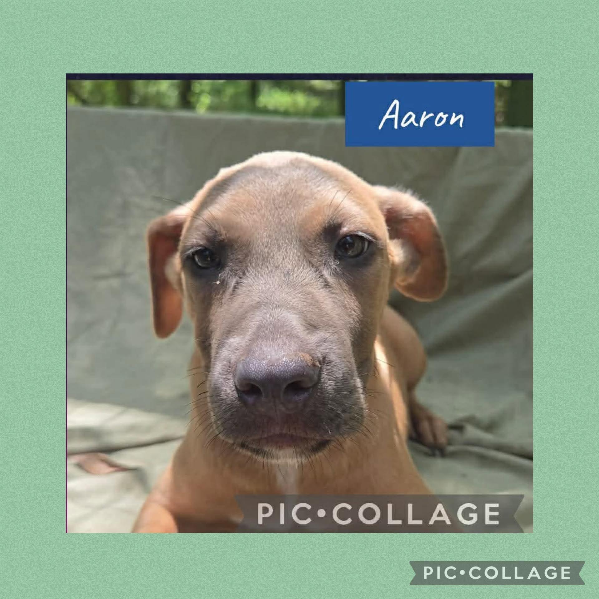 Aaron, Adoptable, Puppy Male Labrador Retriever & Hound.