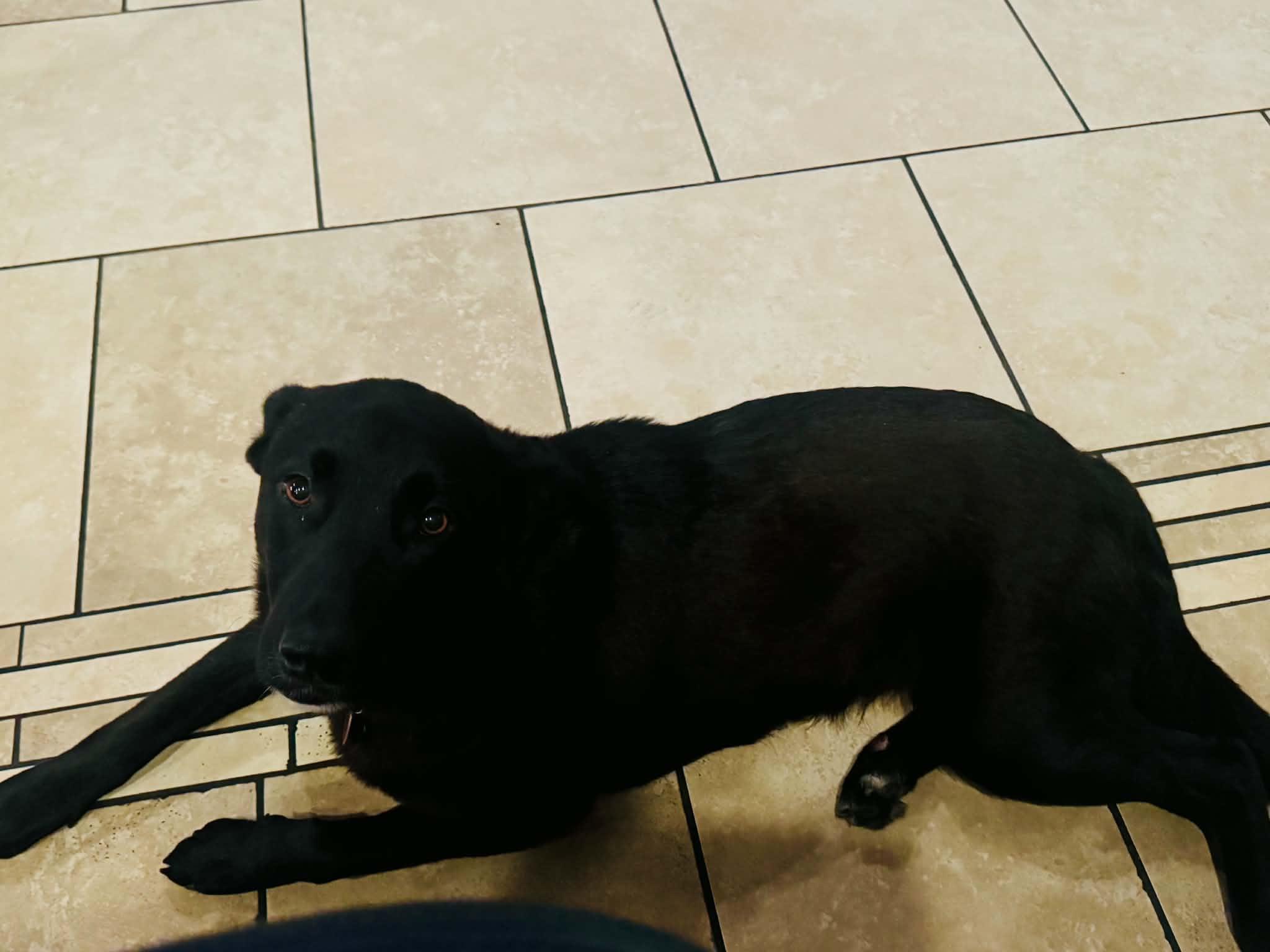 Naomi, a ADOPTABLE mixed breed in Lewisville, IN image 4/4