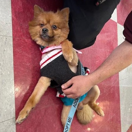 Enlarge Romeo Pom, an adopted Pomeranian in Stanhope, NJ image 2/4