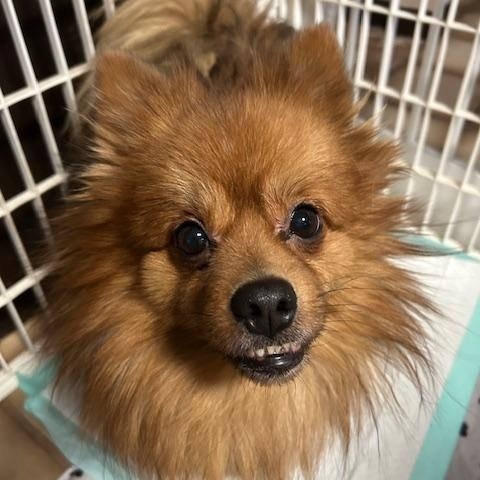 Romeo Pom thumbnail 2