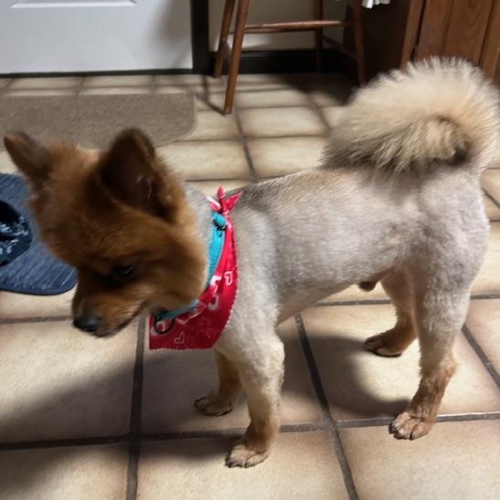 Romeo Pom, adopted, Adult Male Pomeranian.