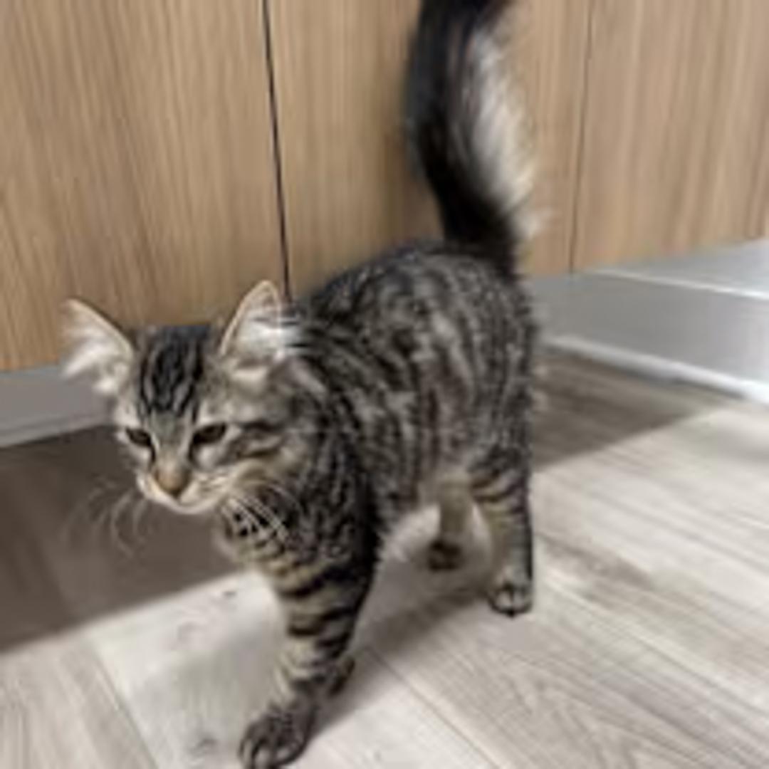 Enlarge Chloe, a ADOPTABLE Maine Coon in Bloomfield, NJ image 2/4