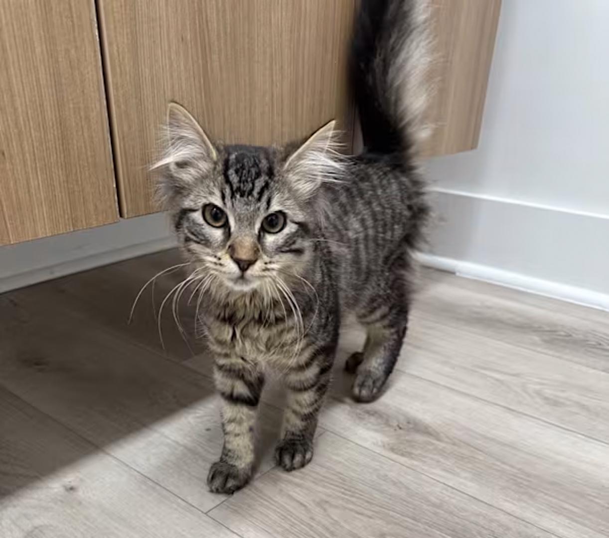 Enlarge Chloe, a ADOPTABLE Maine Coon in Bloomfield, NJ image 4/4