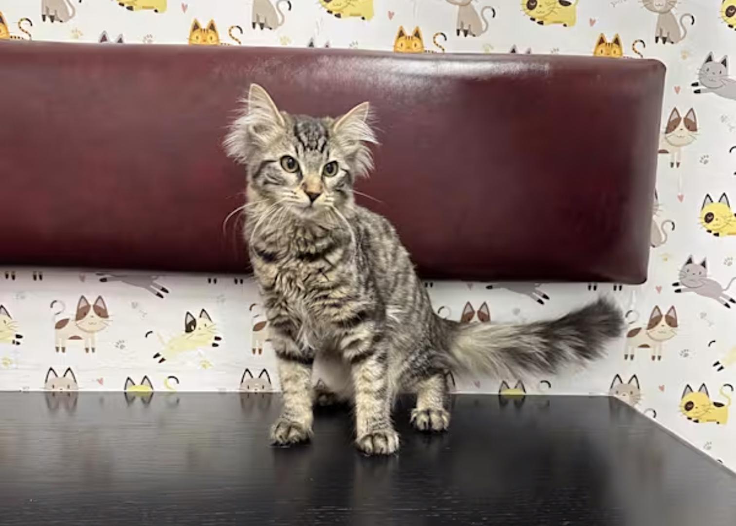 Enlarge Chloe, a ADOPTABLE Maine Coon in Bloomfield, NJ image 3/4