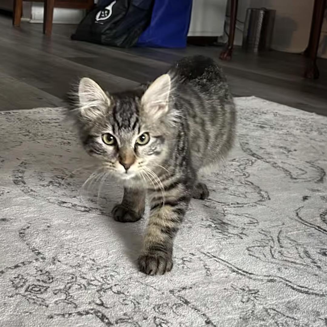 Chloe, ADOPTABLE, Young Female Maine Coon.