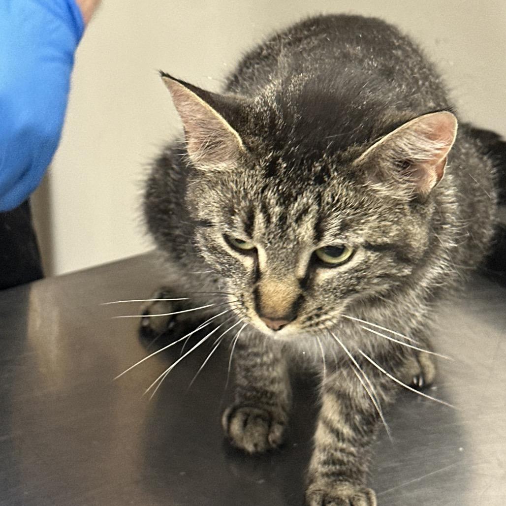 Bunny 22687, Adoptable, Adult Female Domestic Short Hair.