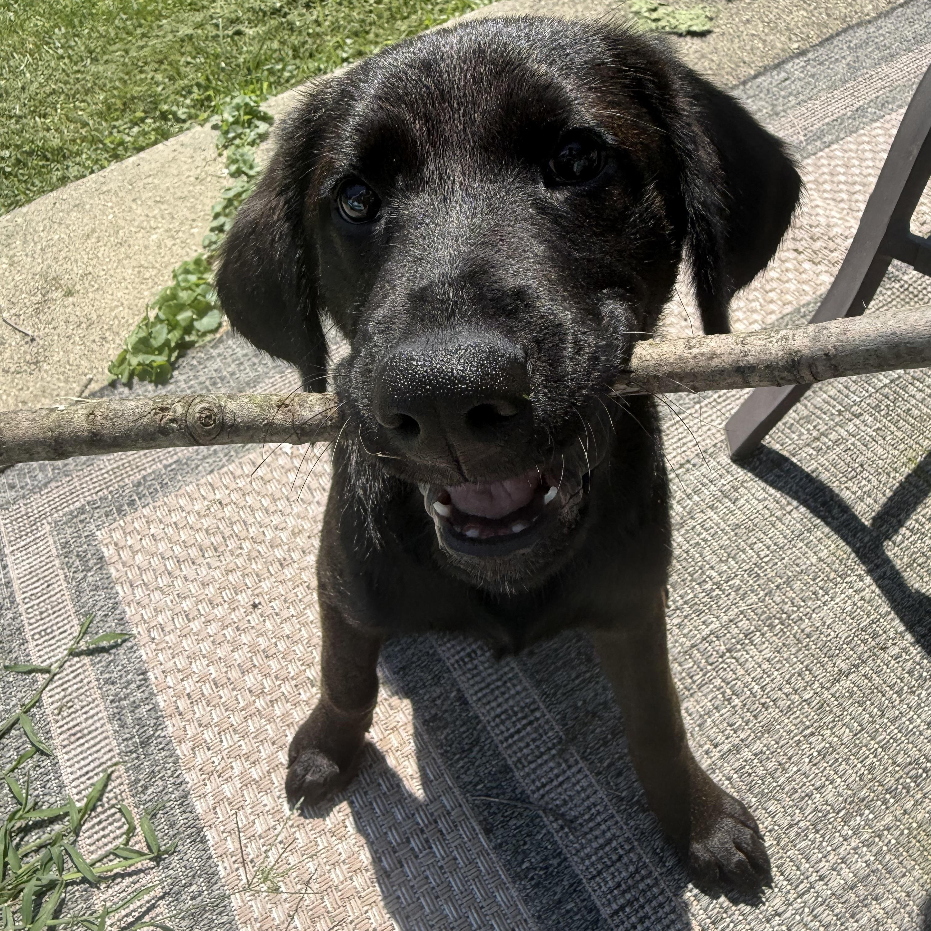 Enlarge Ace, an adopted mixed breed in Indianapolis, IN image 4/6