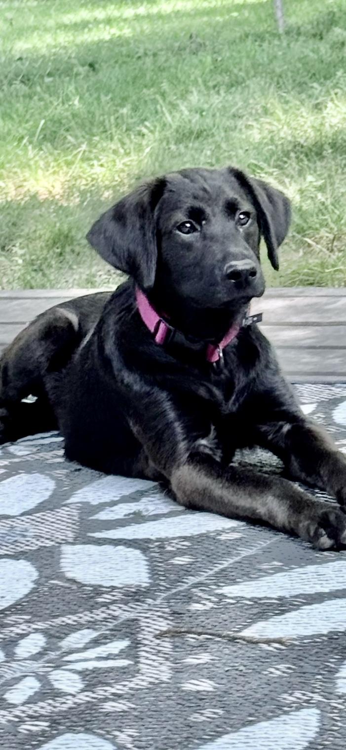 Ace, adopted, Puppy Male Black Labrador Retriever.