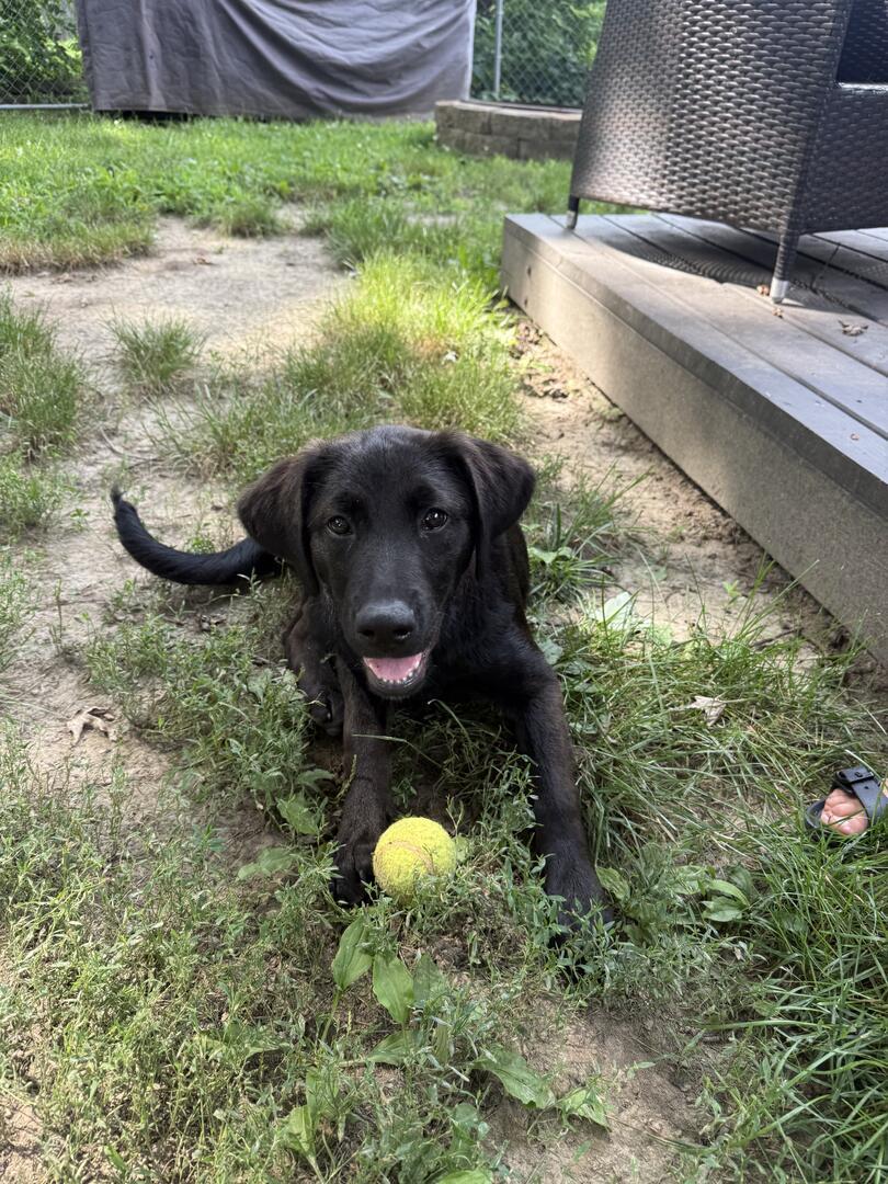 Enlarge Ace, an adopted mixed breed in Indianapolis, IN image 2/6