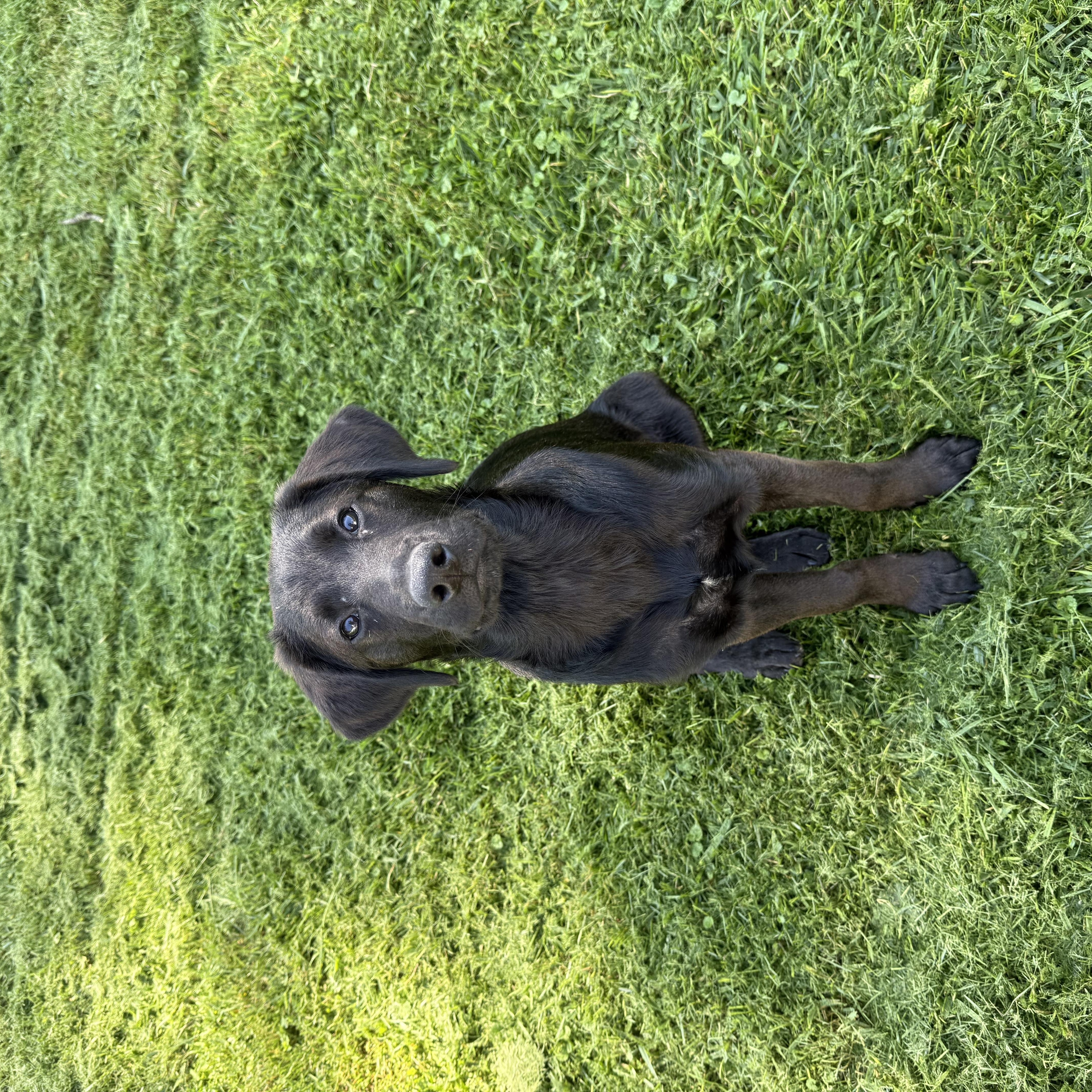 Enlarge Ace, an adopted mixed breed in Indianapolis, IN image 3/6