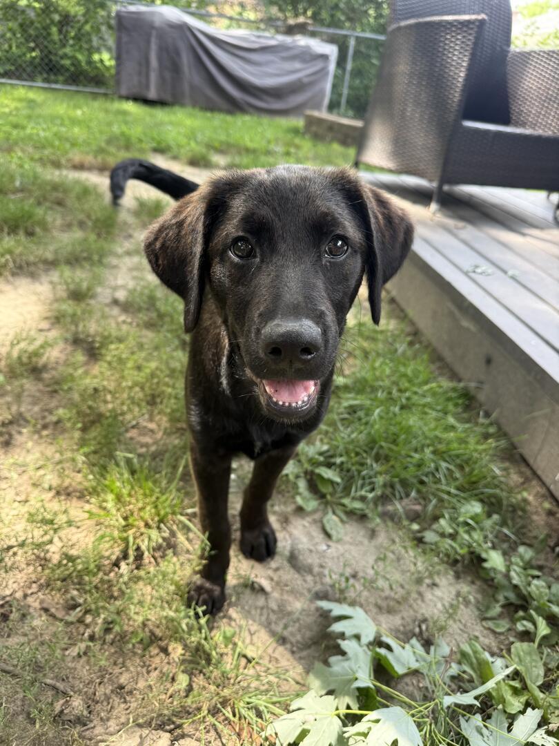 Enlarge Ace, an adopted mixed breed in Indianapolis, IN image 5/6