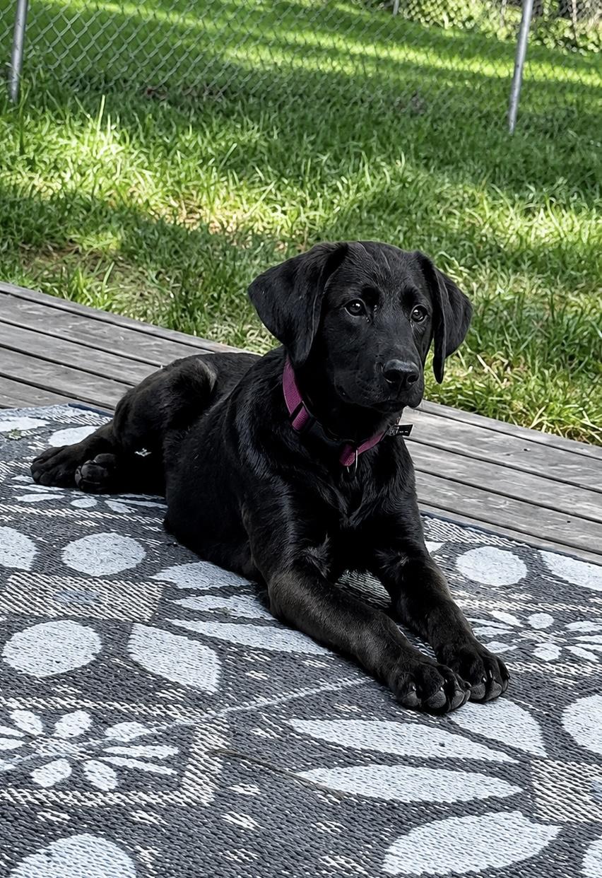 Enlarge Ace, an adopted mixed breed in Indianapolis, IN image 6/6