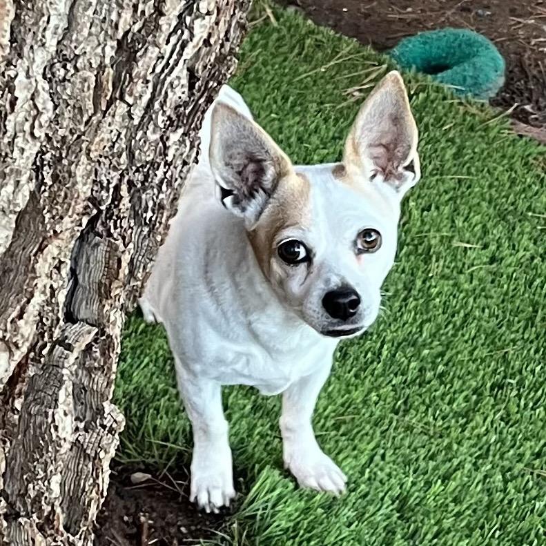 Enlarge Shy girl, a Adoptable mixed breed in Las Vegas, NV image 1/1