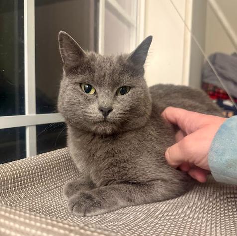 Tulip, Adoptable, Adult Female Domestic Short Hair.