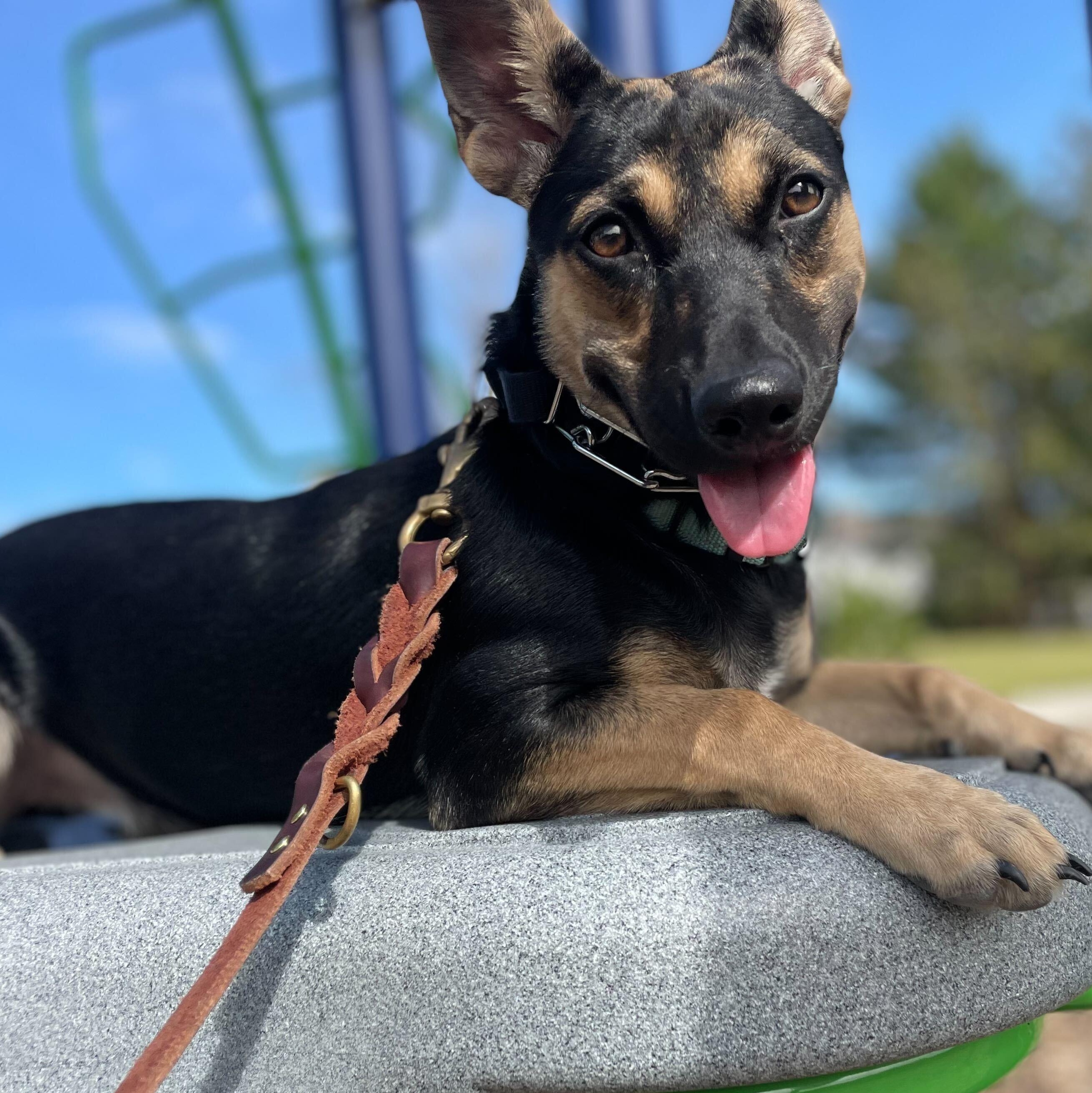 Enlarge PEQUE, an adoptable mixed breed in Fuquay Varina, NC image 1/6