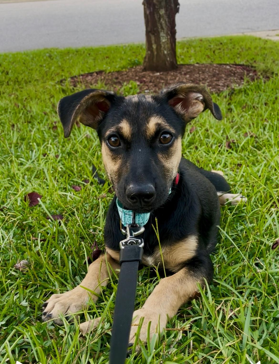Enlarge PEQUE, an adoptable mixed breed in Fuquay Varina, NC image 6/6