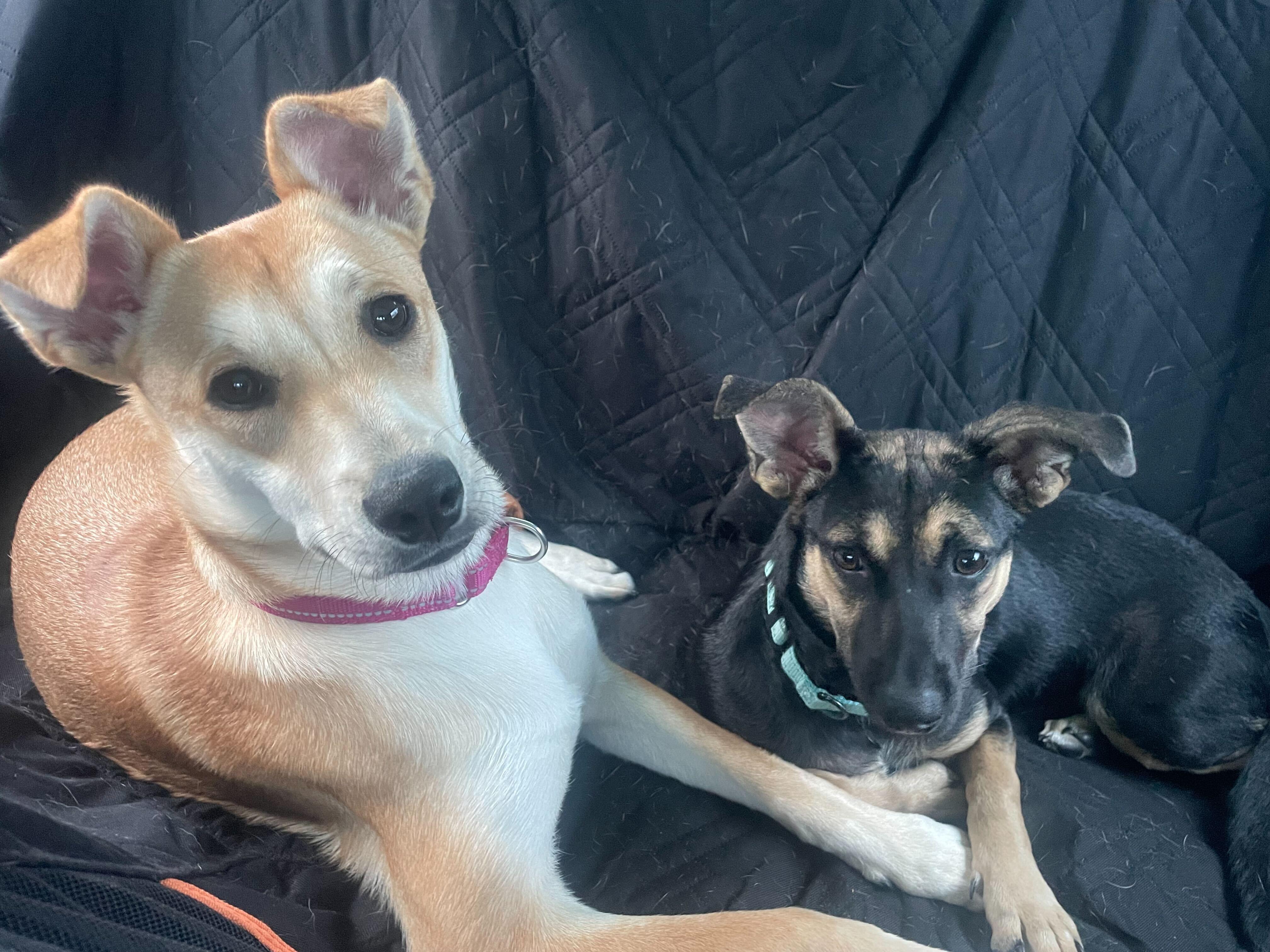 Enlarge PEQUE, an adoptable mixed breed in Fuquay Varina, NC image 5/6