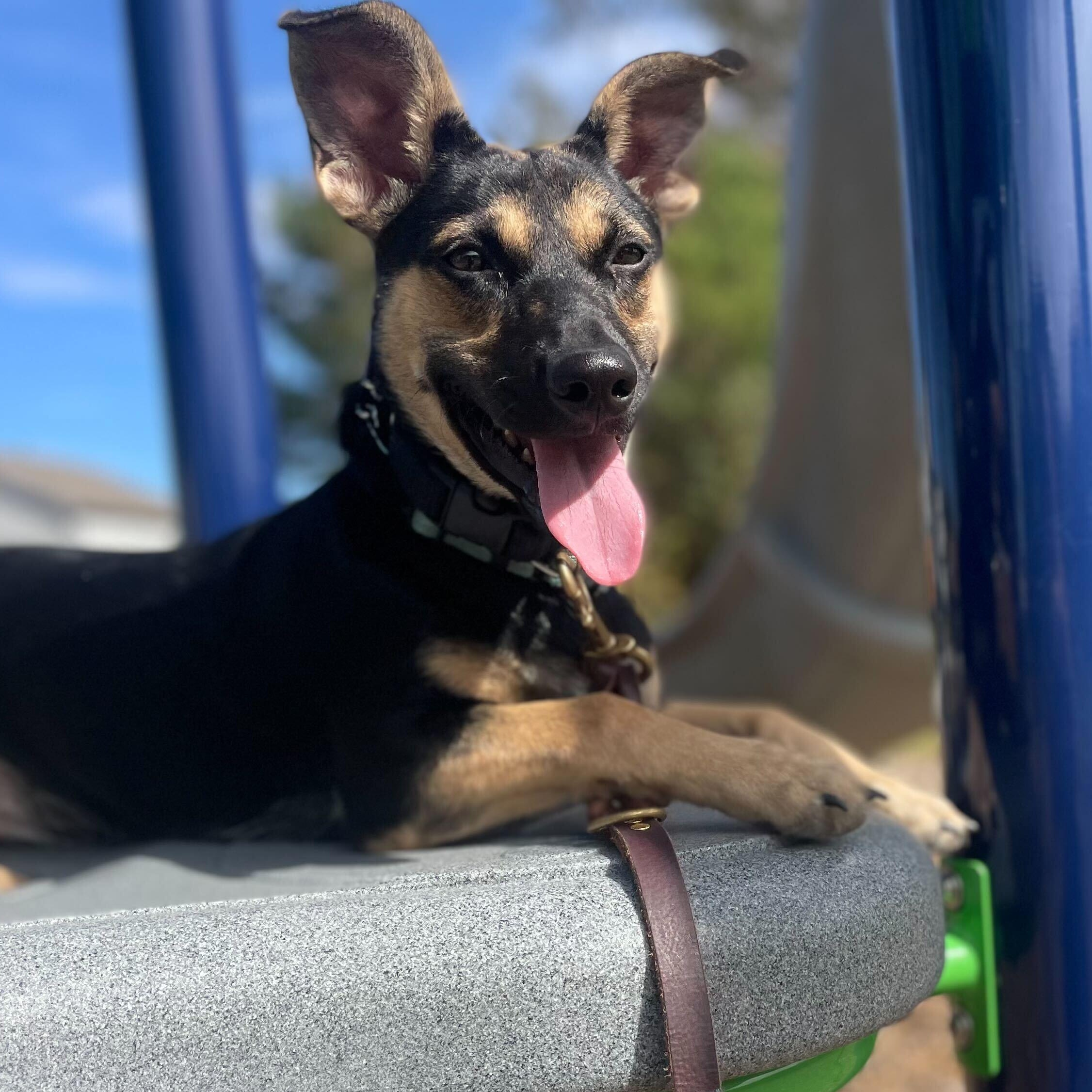 Enlarge PEQUE, an adoptable mixed breed in Fuquay Varina, NC image 2/6