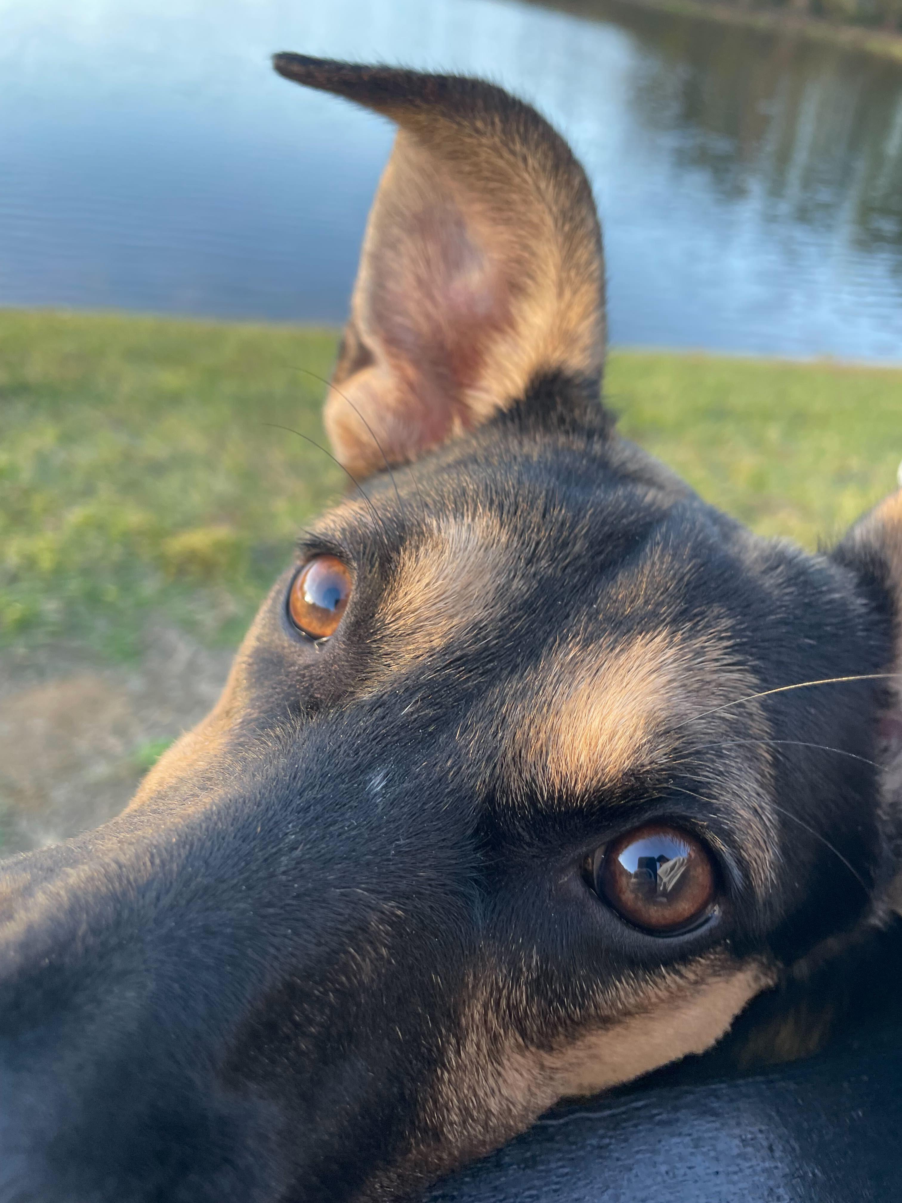 Enlarge PEQUE, an adoptable mixed breed in Fuquay Varina, NC image 4/6