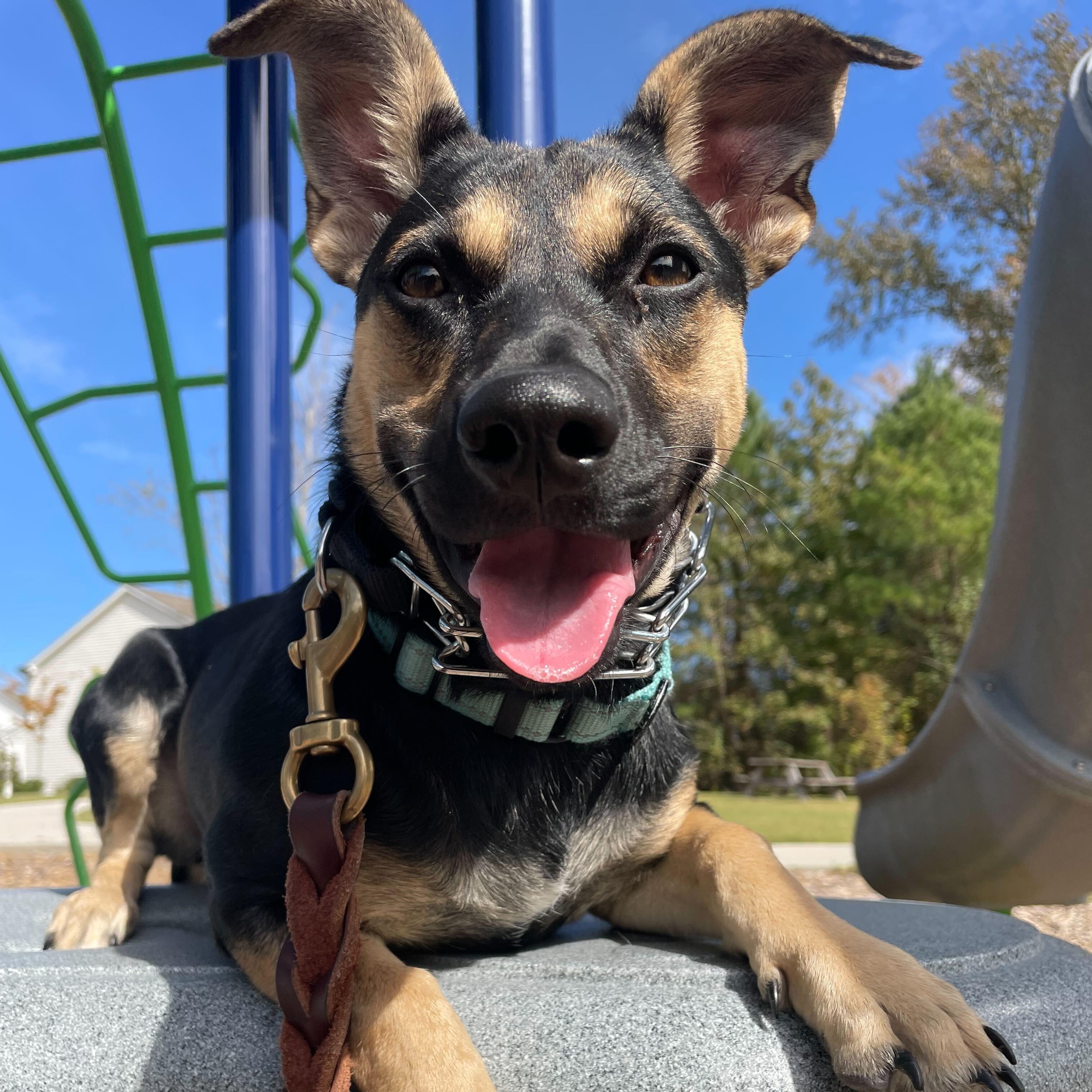 Enlarge PEQUE, an adoptable mixed breed in Fuquay Varina, NC image 3/6