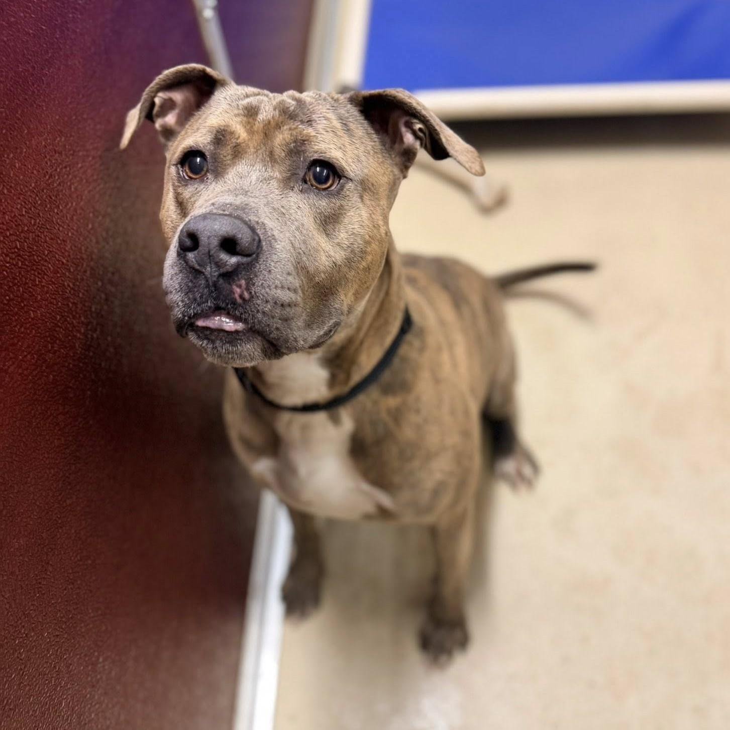 Enlarge Muenster, an adoptable mixed breed in Phoenixville, PA image 3/6