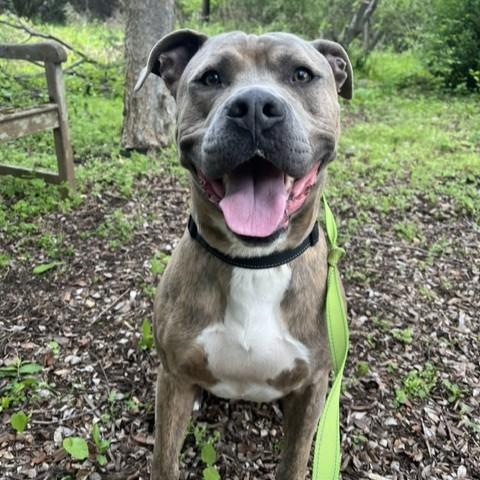 Enlarge Muenster, an adoptable mixed breed in Phoenixville, PA image 1/6