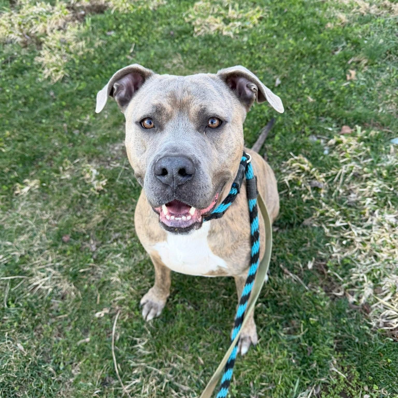 Enlarge Muenster, an adoptable mixed breed in Phoenixville, PA image 4/6