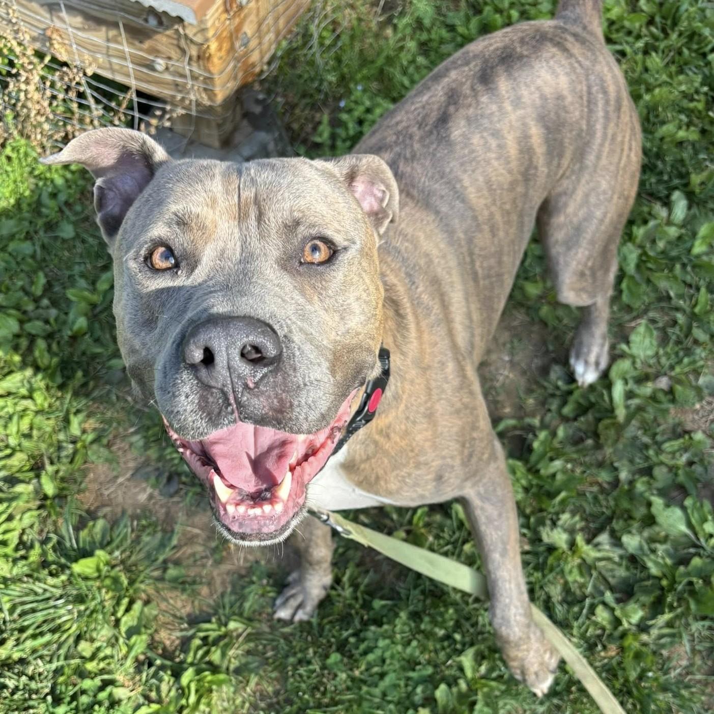 Enlarge Muenster, an adoptable mixed breed in Phoenixville, PA image 3/6